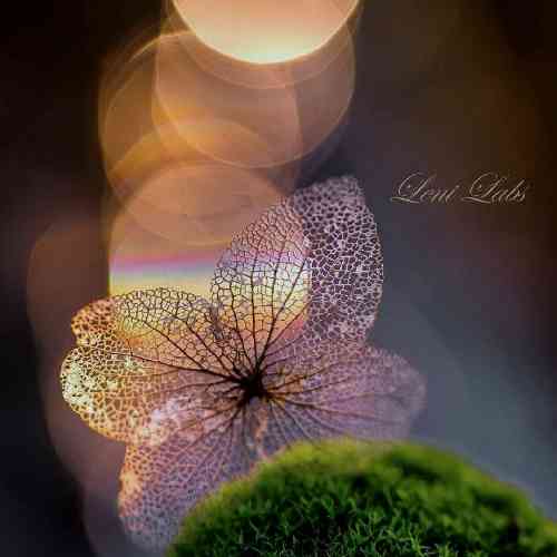  چن سال عاشق بیم نکردم سیلت